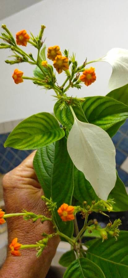 Musaenda 7