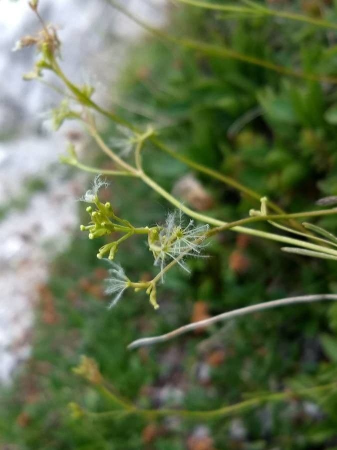 Felsen-Baldrian 2