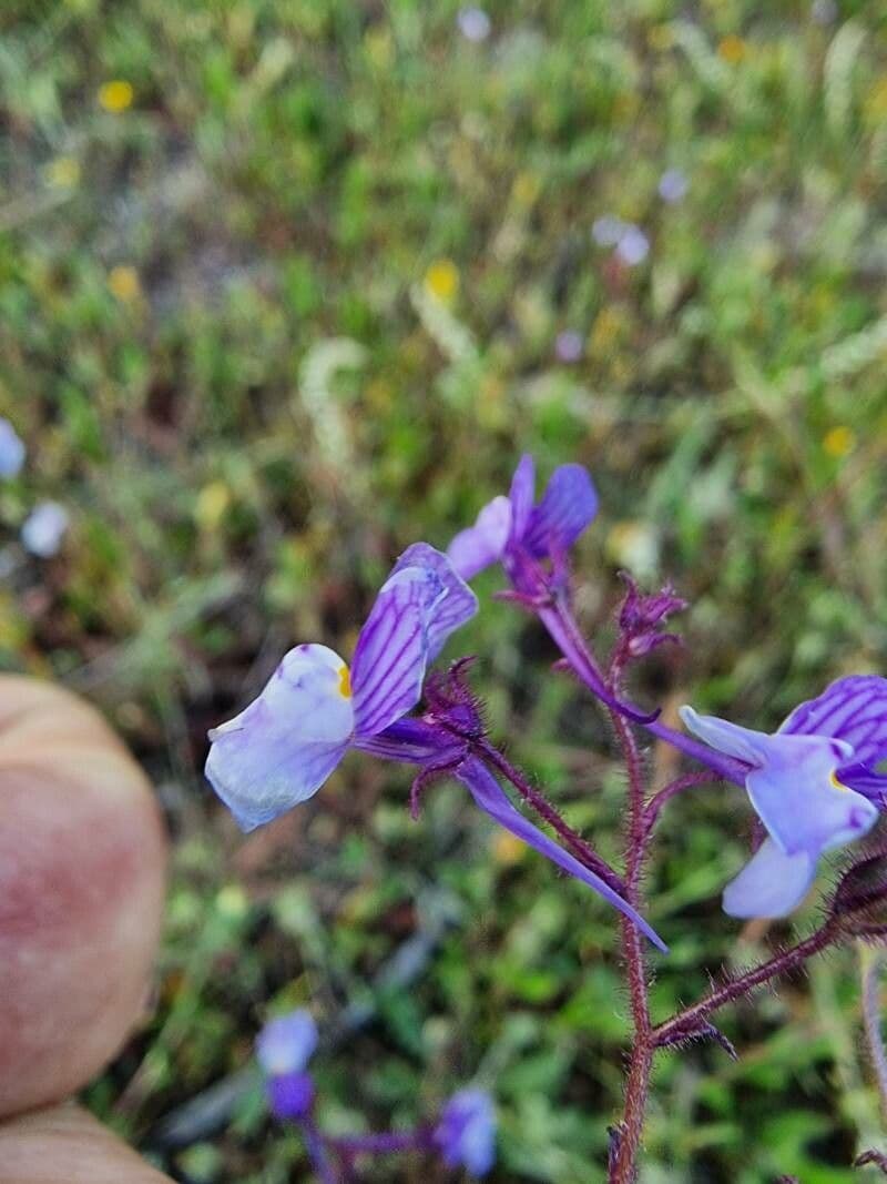 Linaria incarnata 3