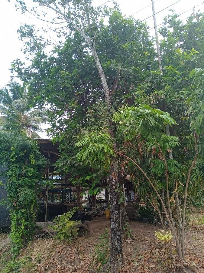 Jackfruit 7