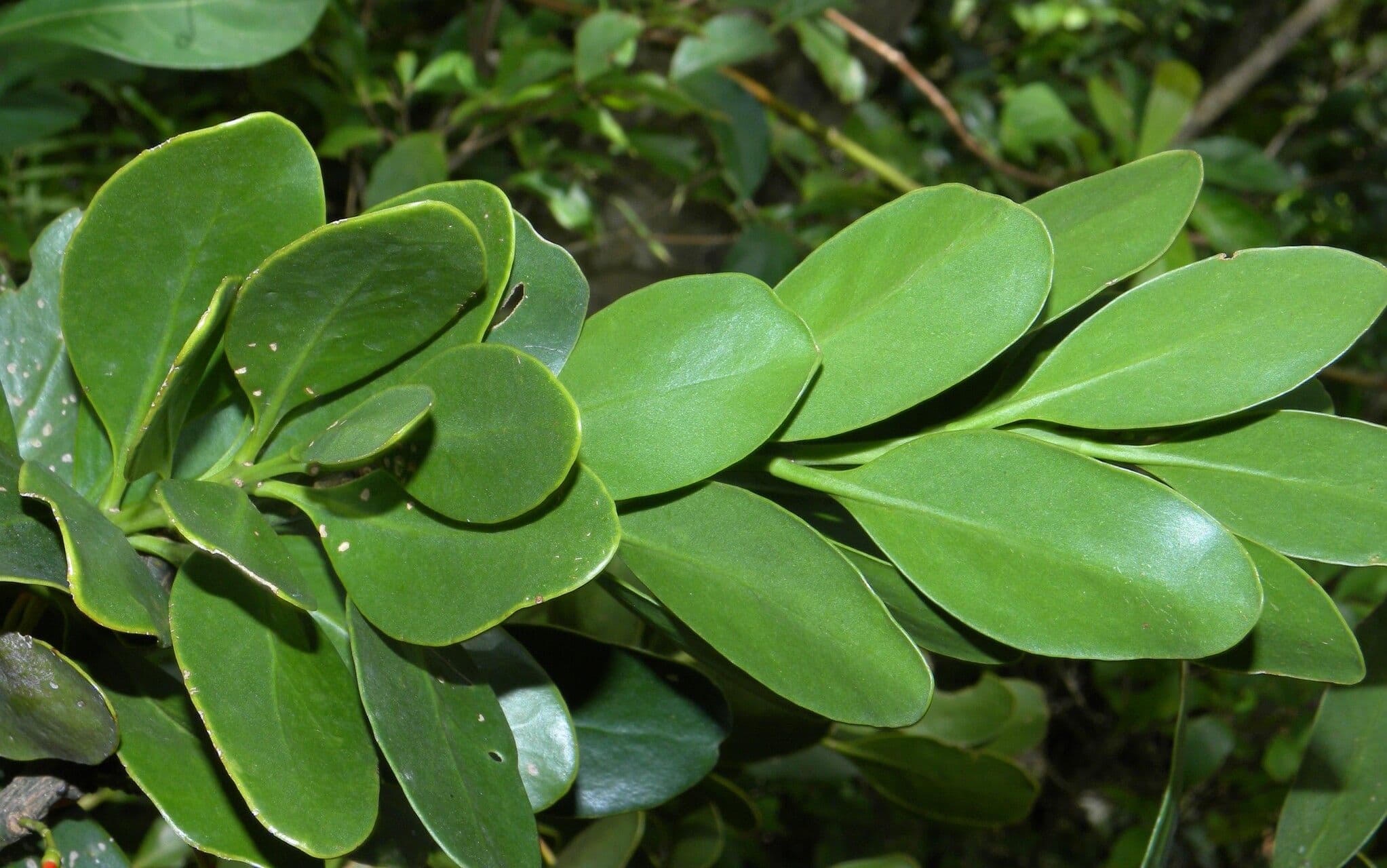 Psittacanthus rhynchanthus 8