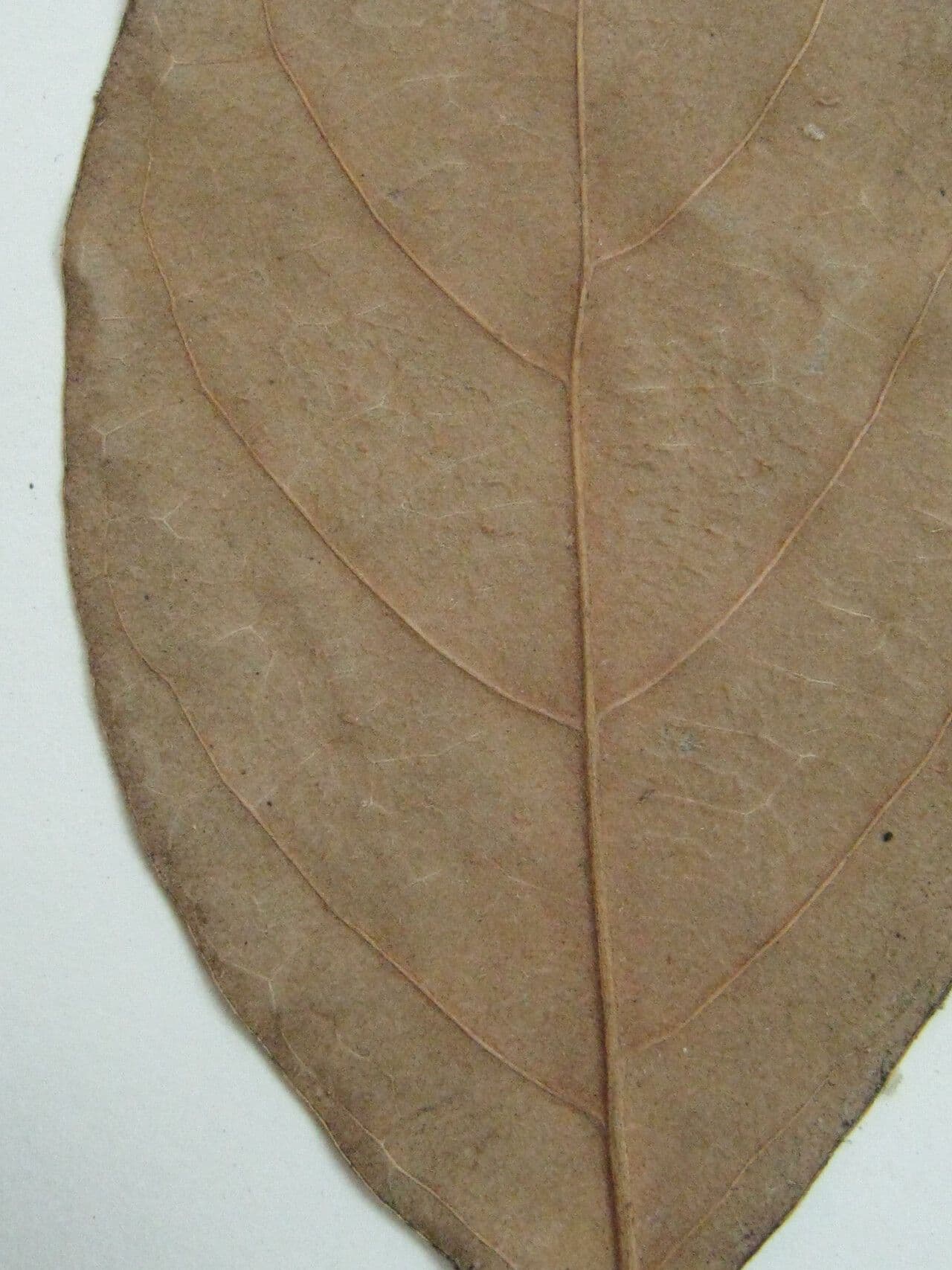 Licania 7