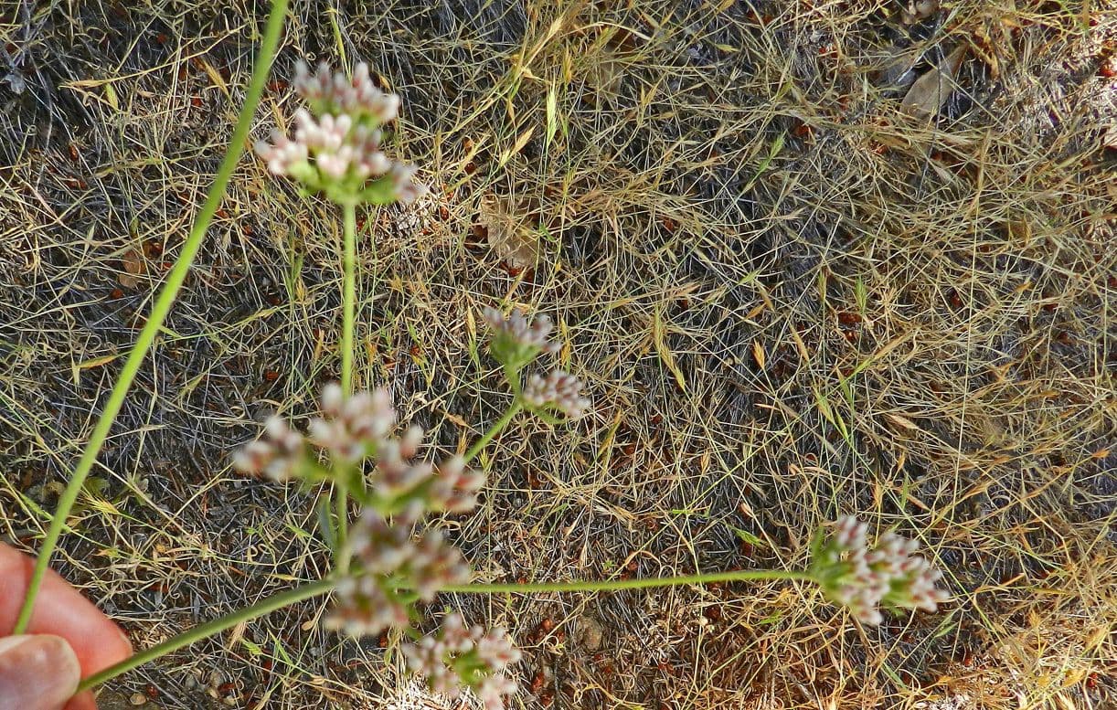 Pseudognaphalium ramosissimum 9