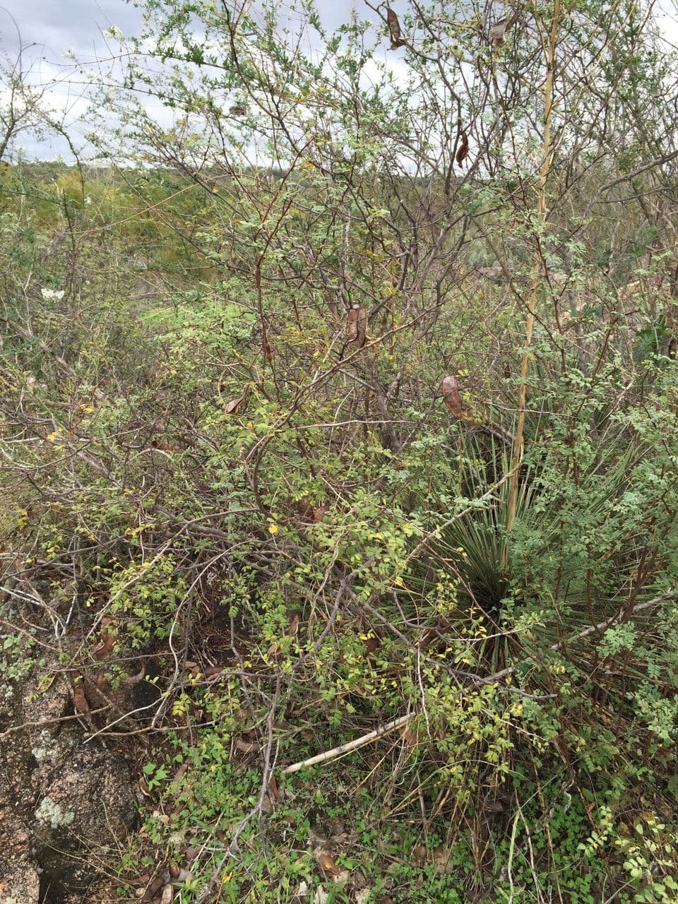 Senegalia