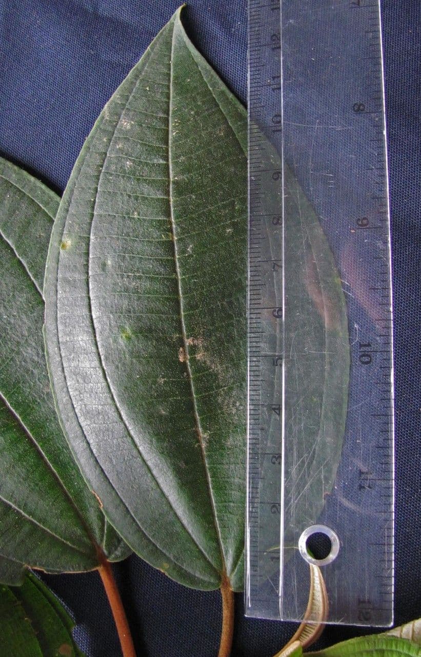 Miconia a dodici stami 4