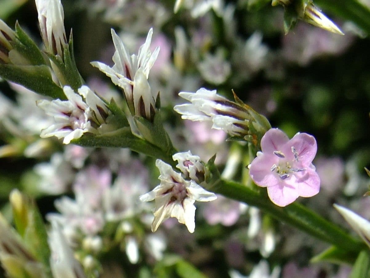Goniolimon tataricum 5
