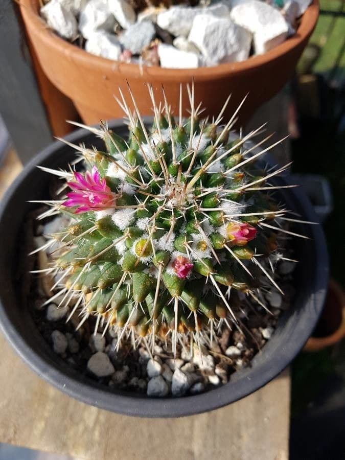 Mammillaria 9