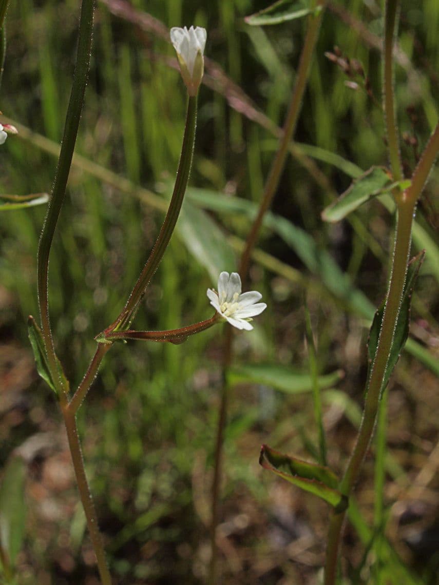Epilobium lactiflorum 8