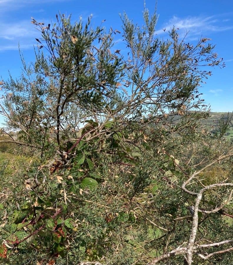 Ginestra 15