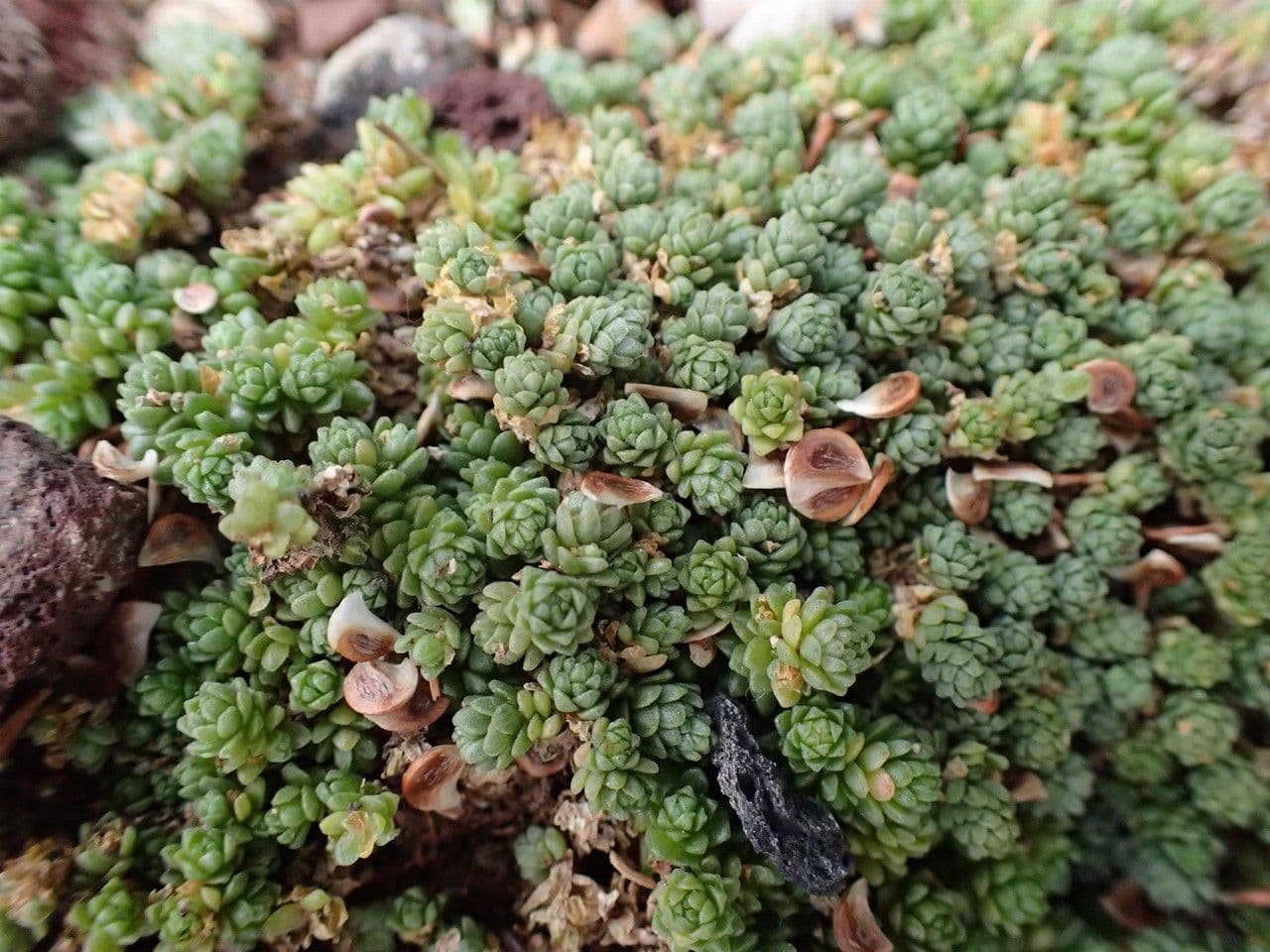 Sedum