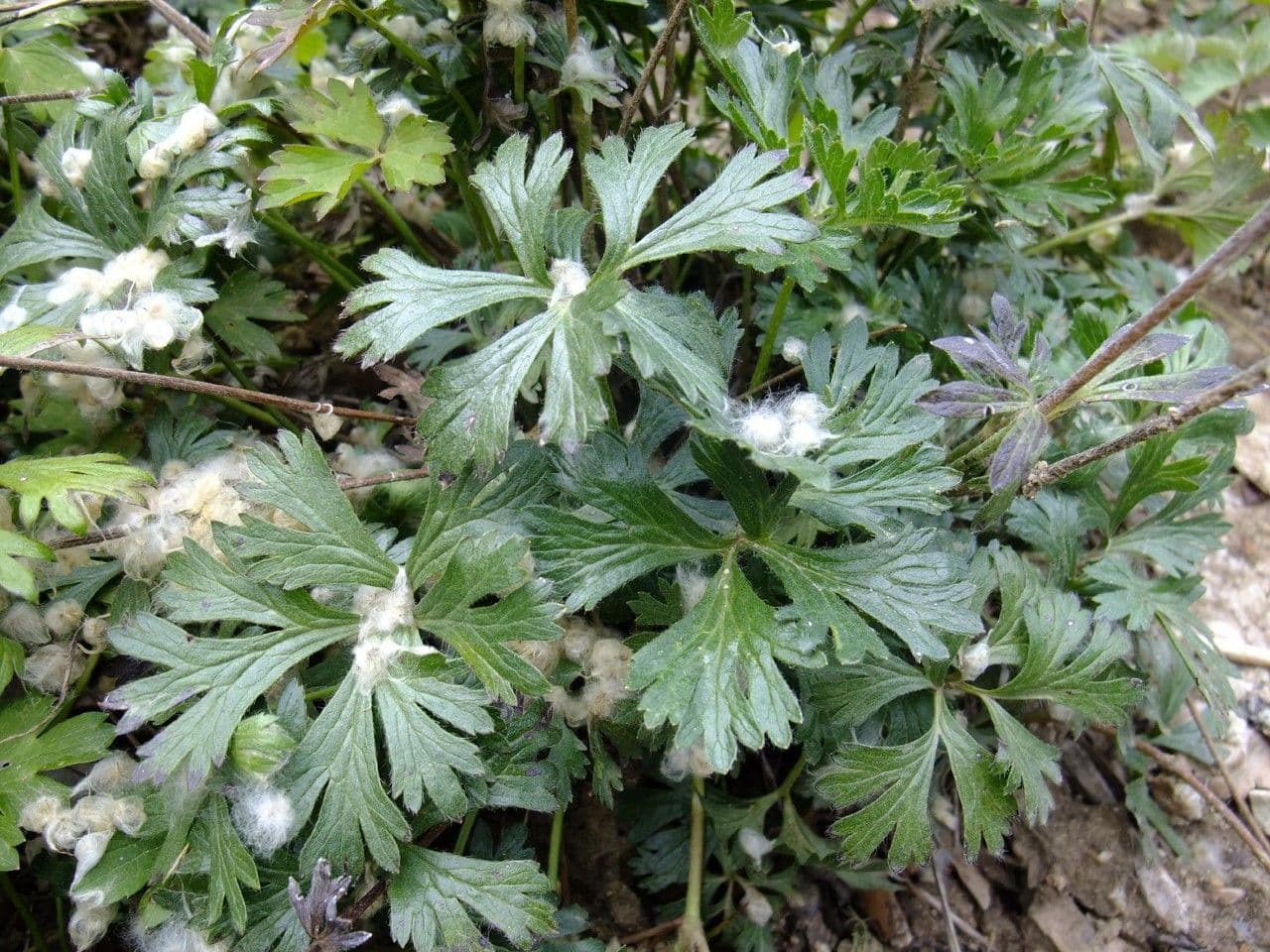 Anemone multifida 16