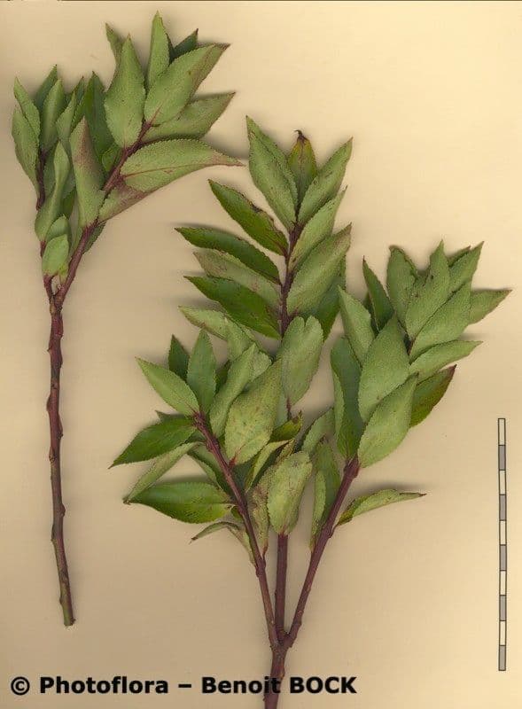 Mirtillo 18