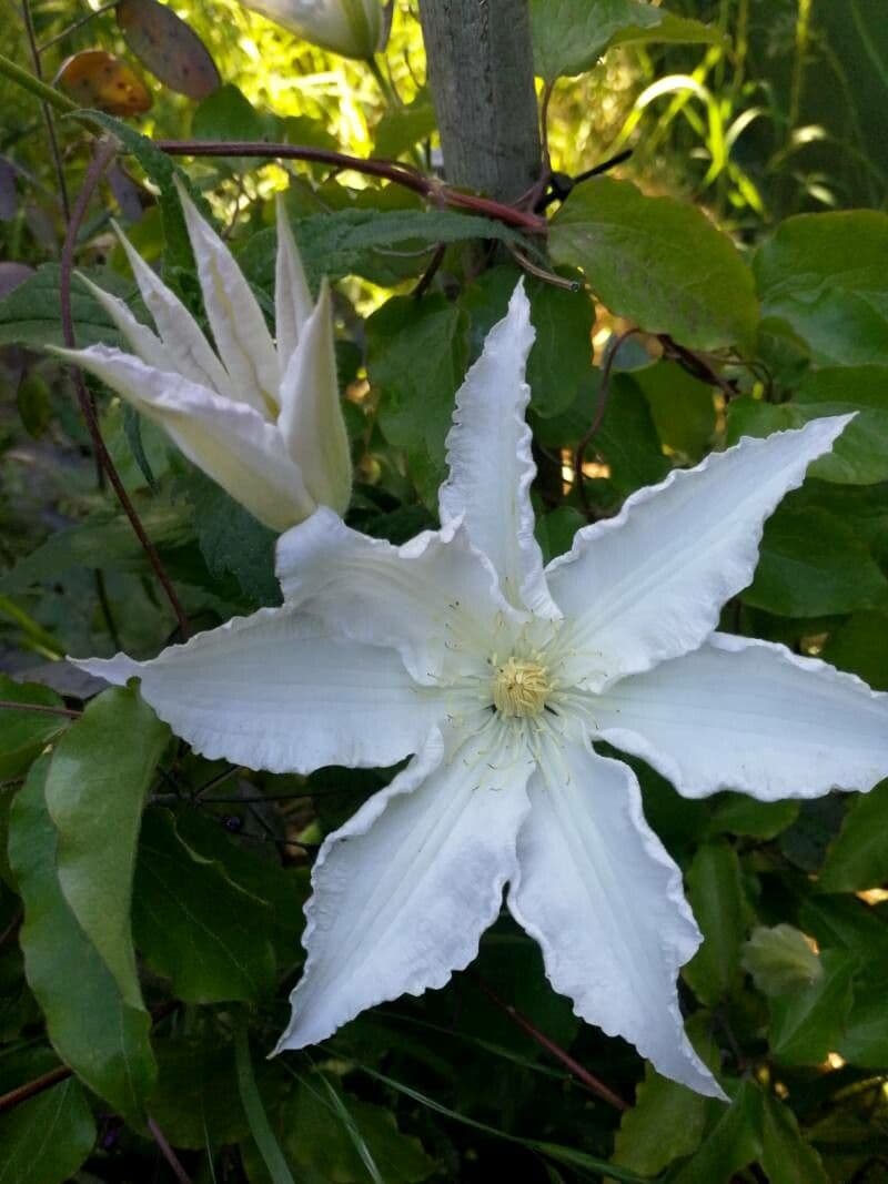 Clematis 2