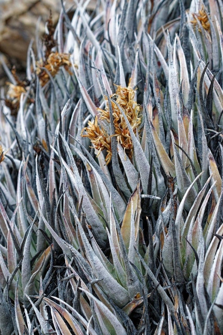 Deuterocohnia 6
