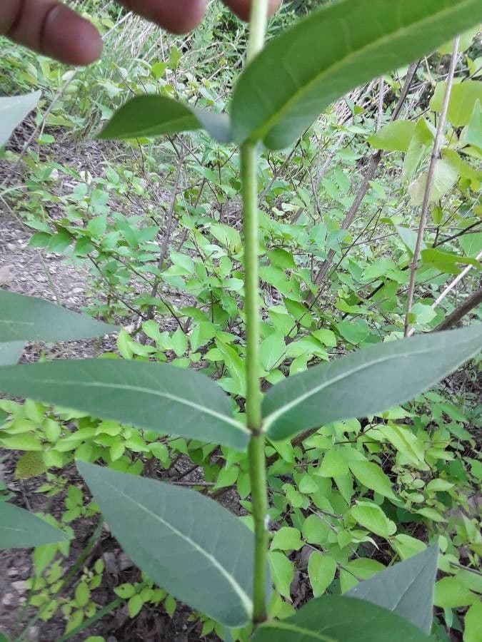 Raues Silphium 14