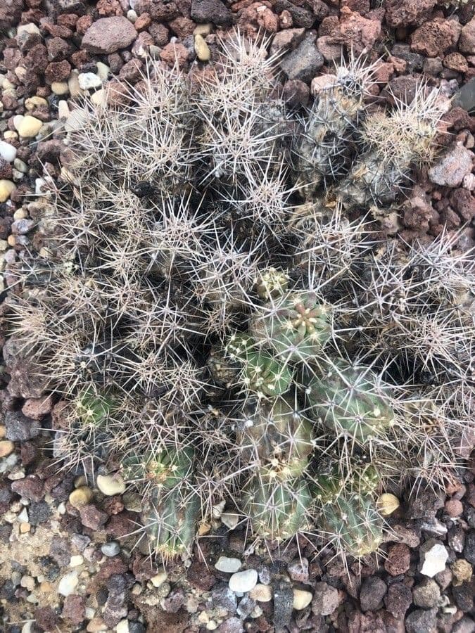 Echinocereus maritimus