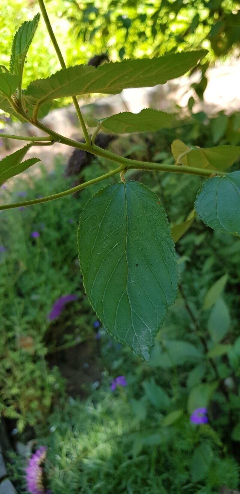 Ceanothus americký 16