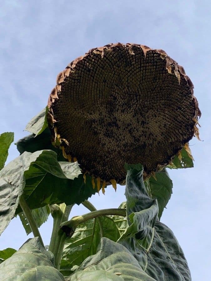 Tournesol géant 6