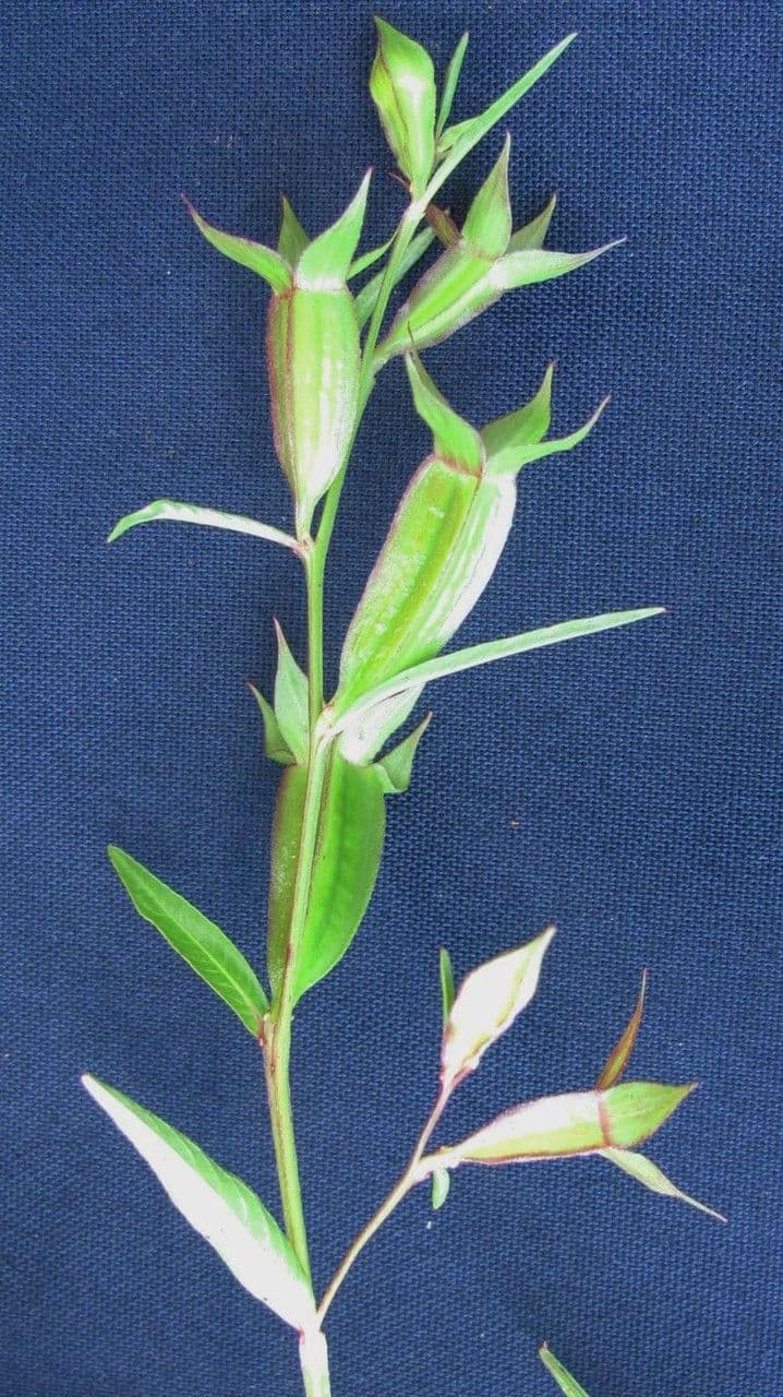 Ludwigia decurrente 18