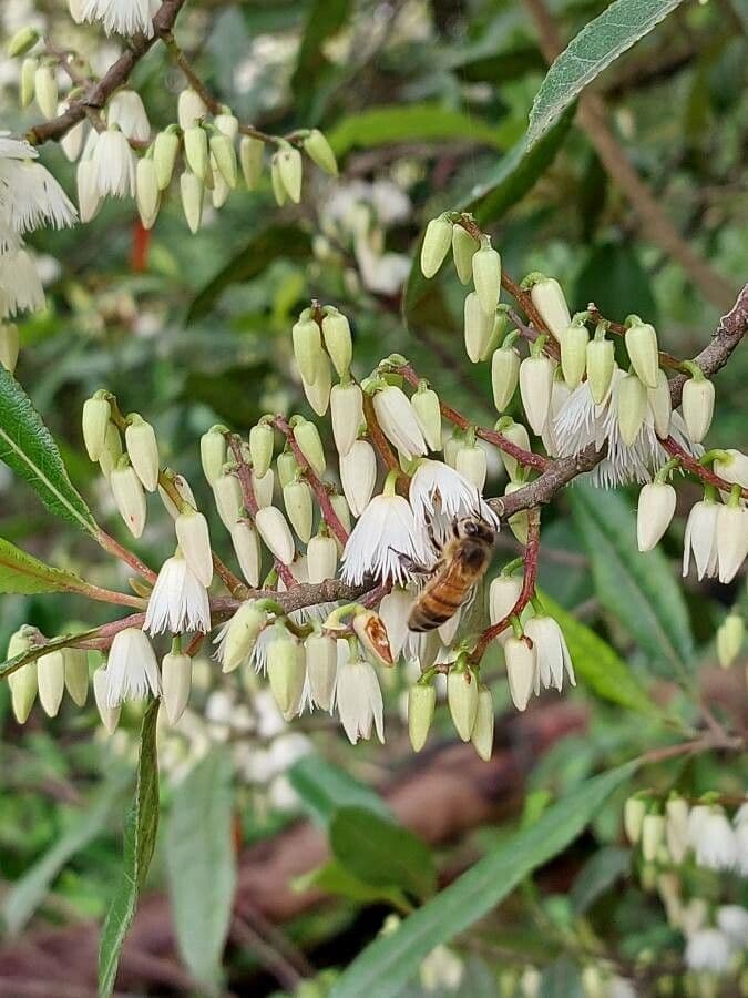 Elaeocarpus reticulatus 10