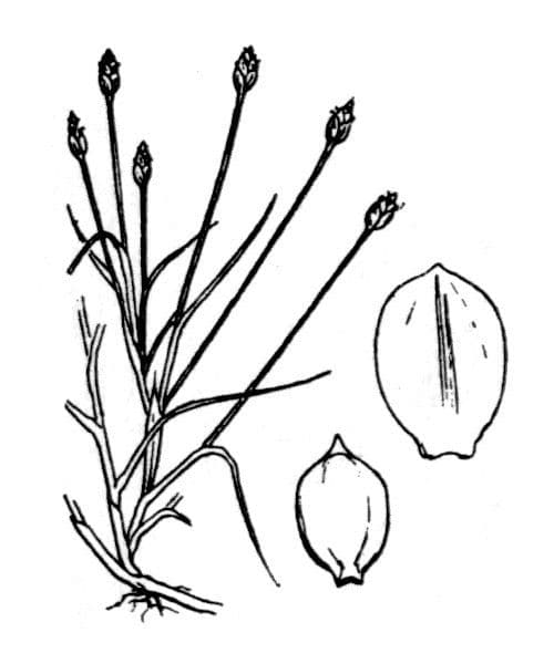 Lisca natante 23