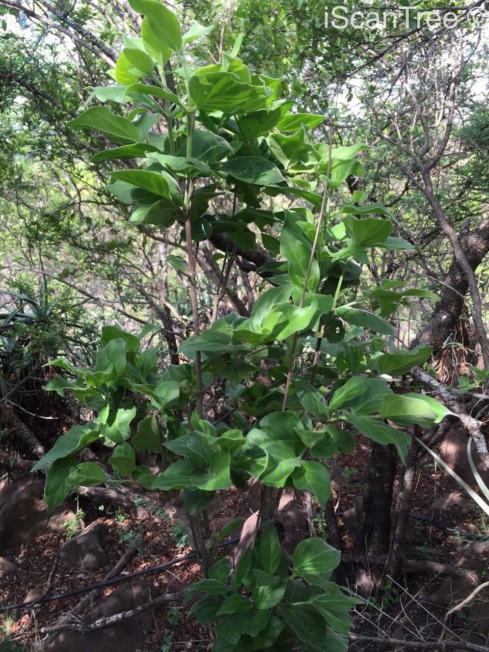 Afrocanthium 6
