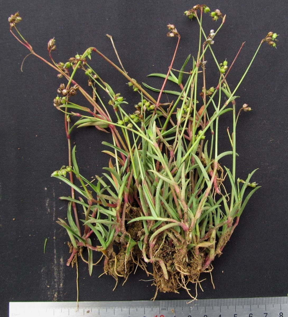 Murdannia nudiflora 21
