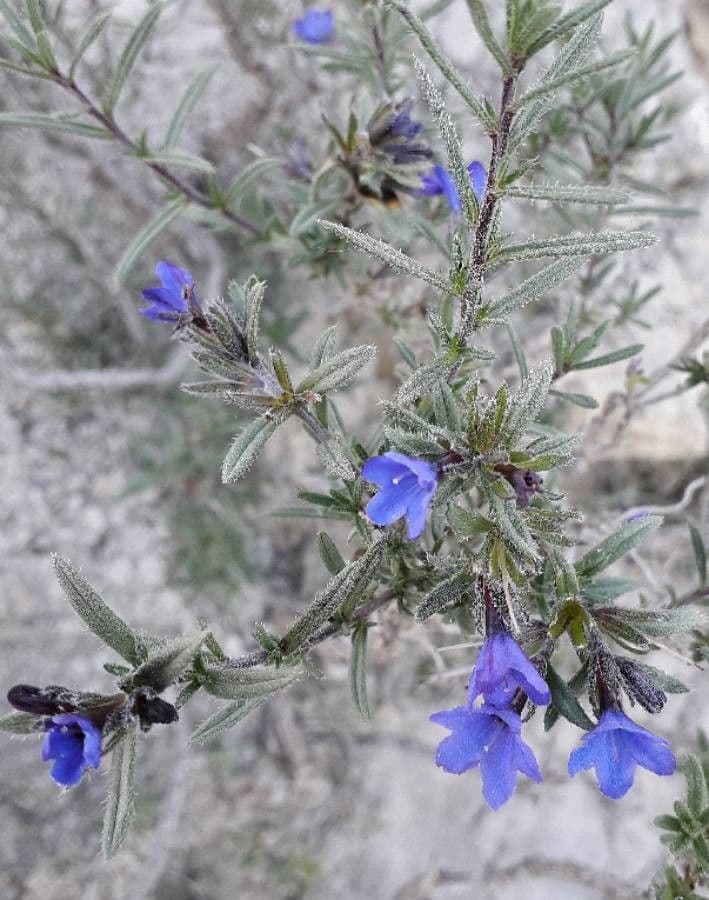 Erba perla arbustiva 8