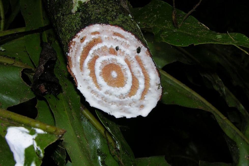 Odontadenia 7