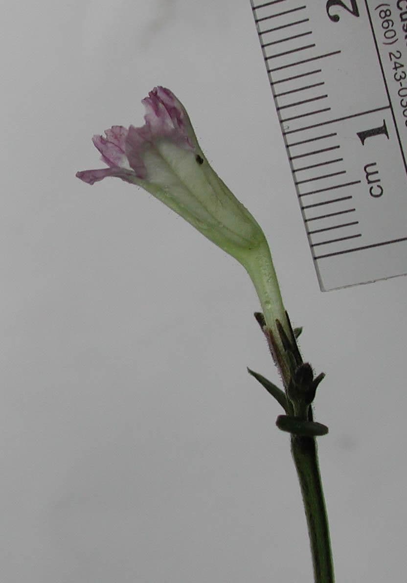 Ruellia 7