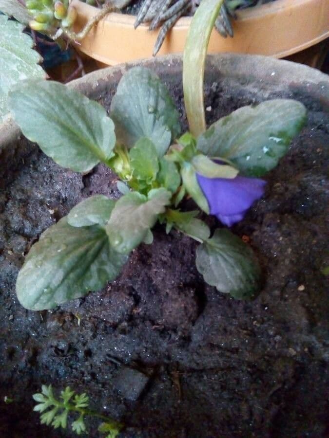 Bedding pansy 17