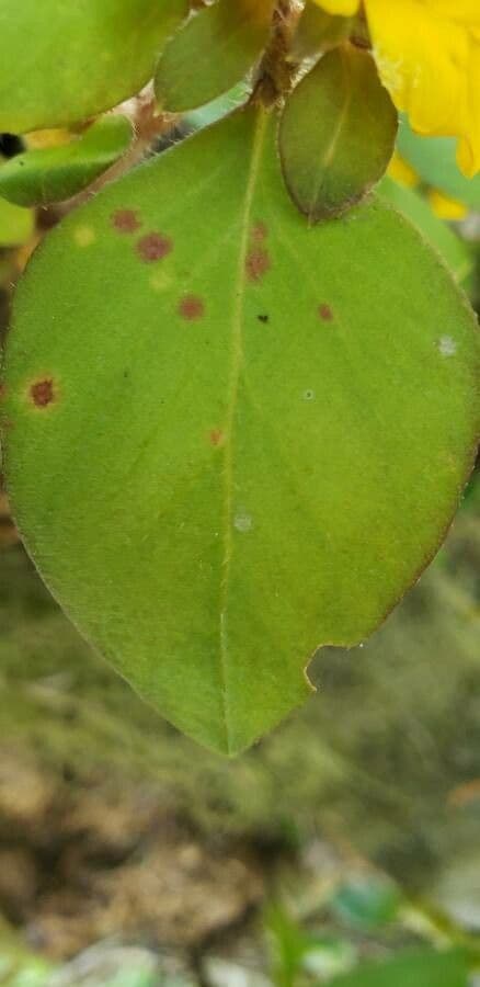 Lysimachia congestiflora 12