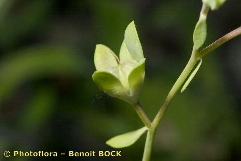 Linaria 13