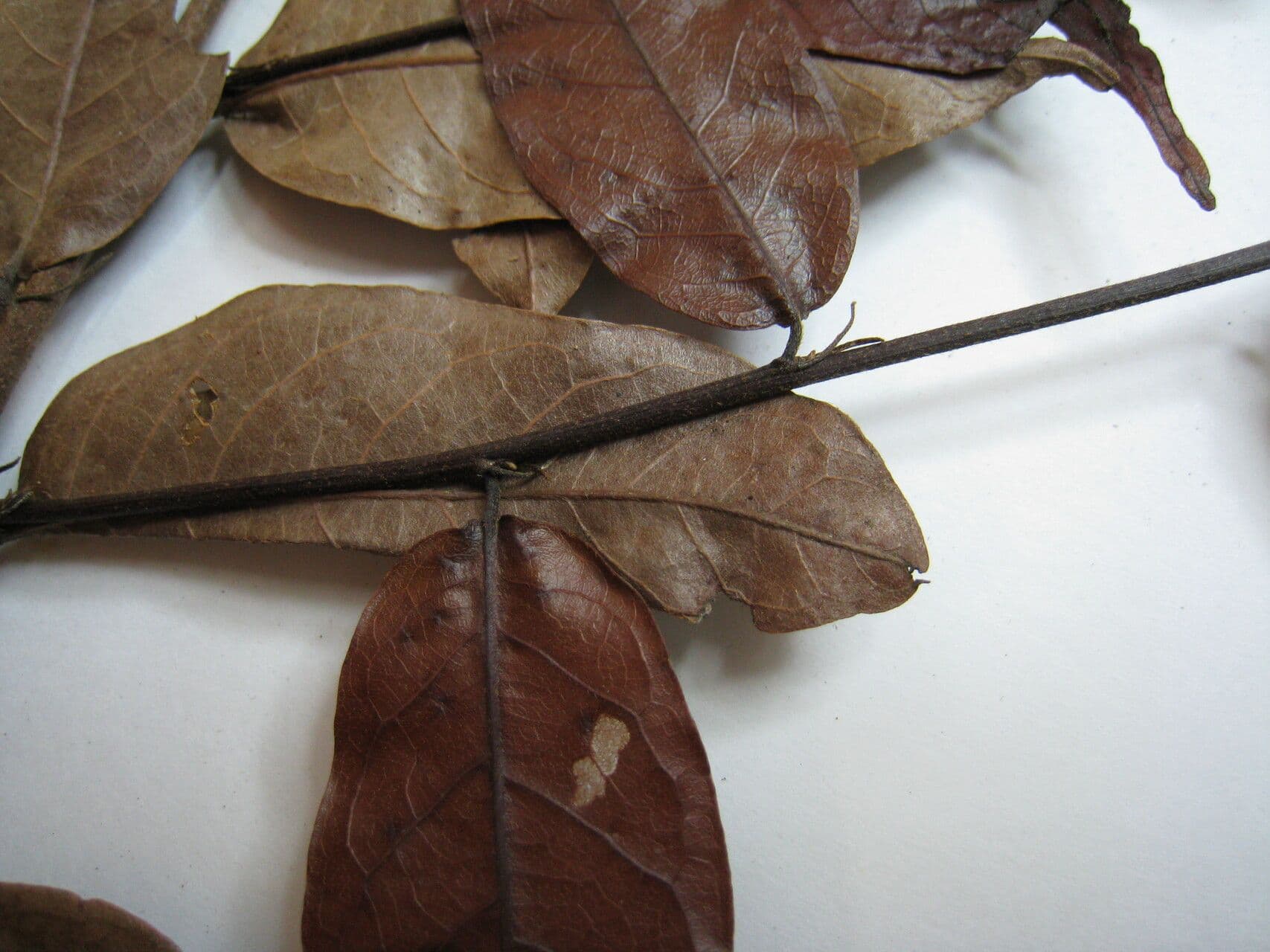 Hirtella 16