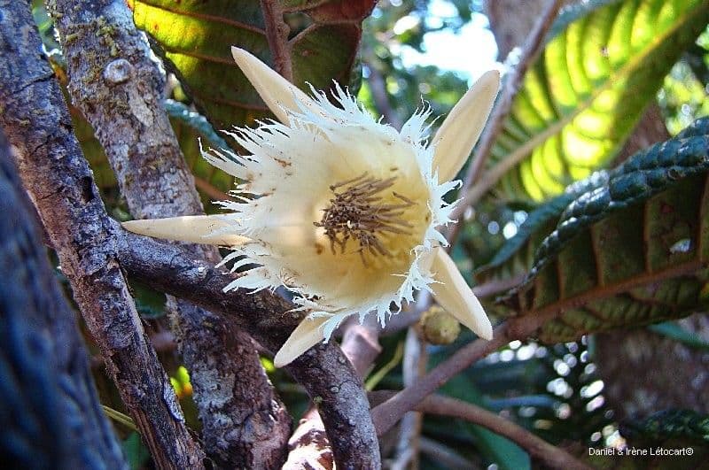 Elaeocarpus 7