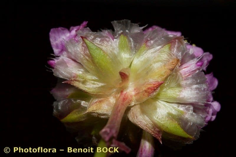 Armeria 11