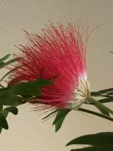 Calliandra 6