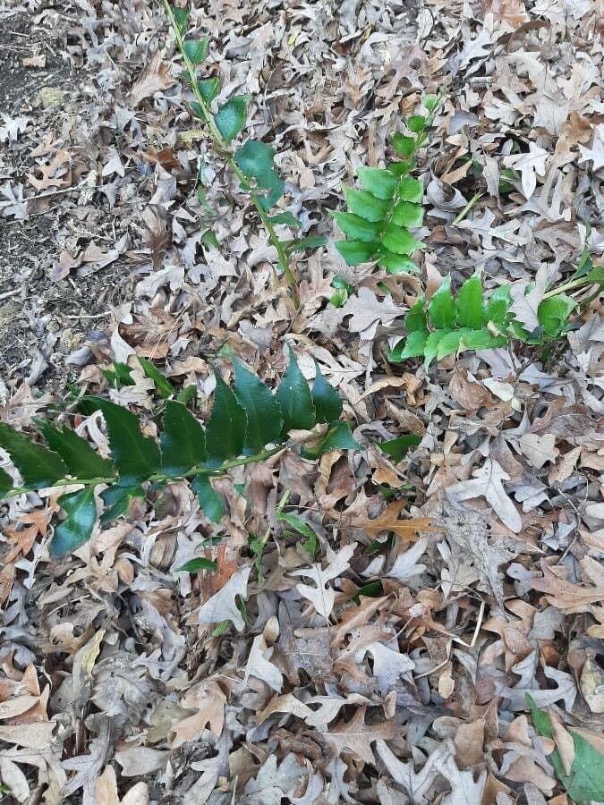 Fougère de Fortune 11