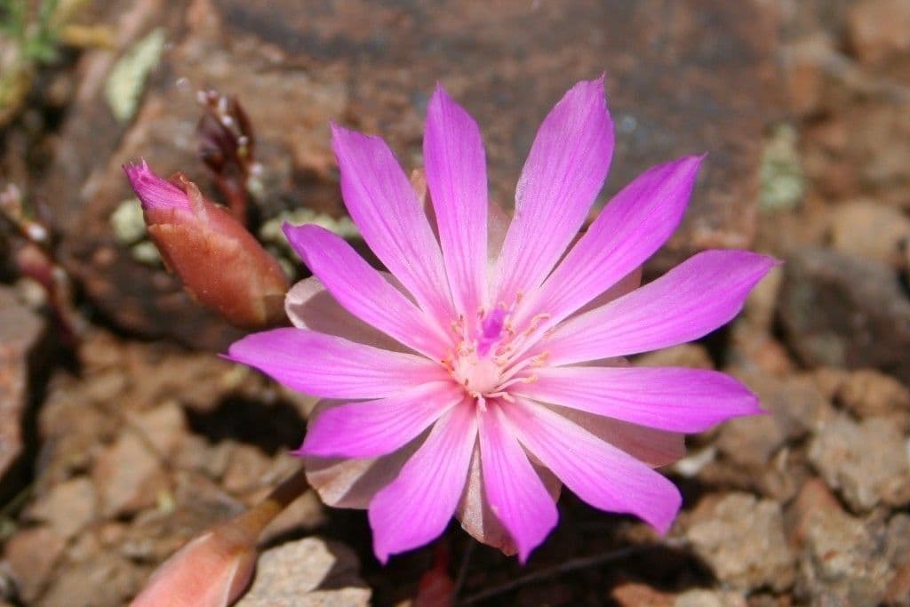 Lewisia 2