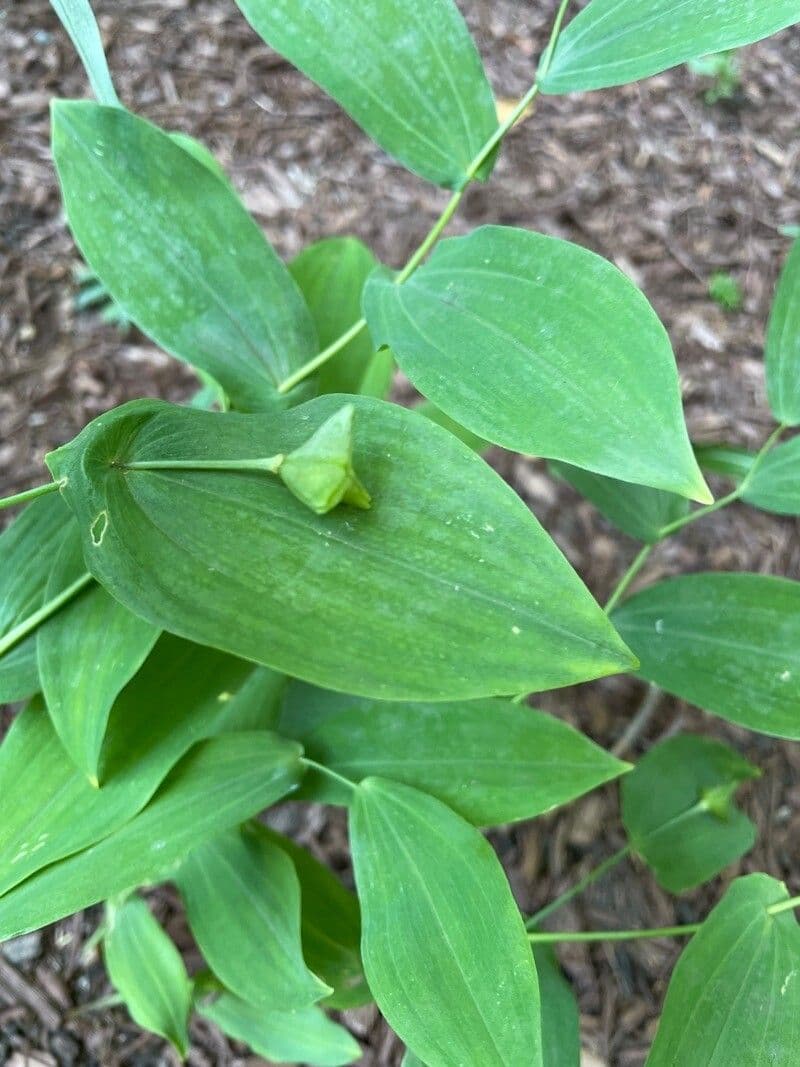Uvularia grandiflora 18