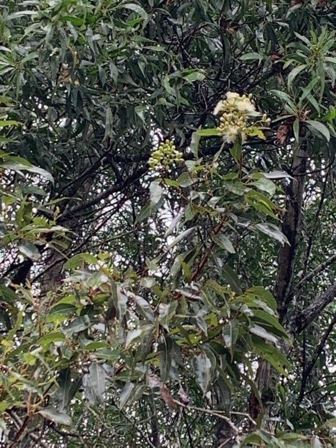 Corymbia intermedia