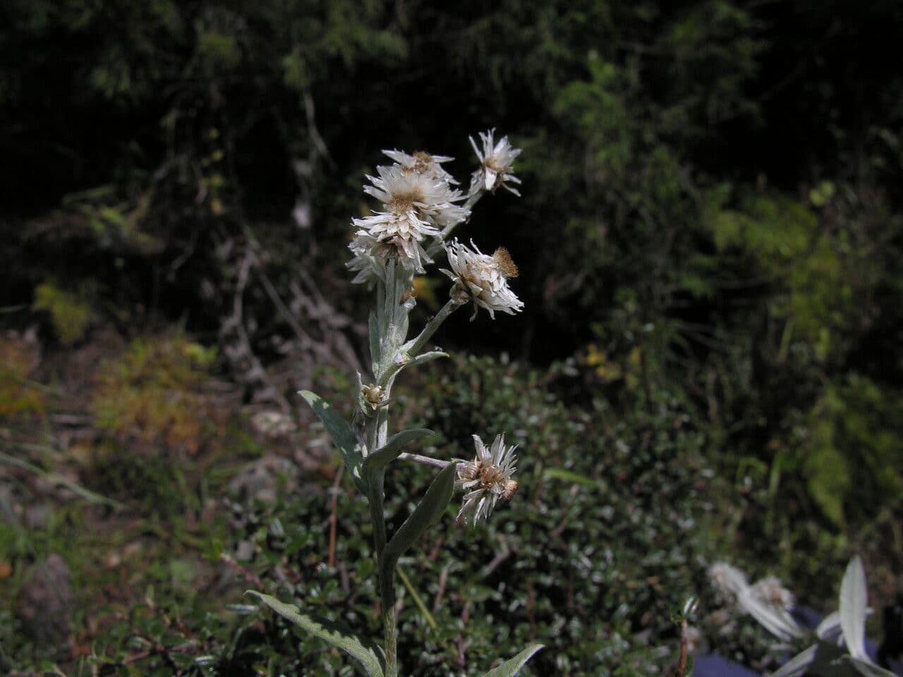 Anaphalis 8