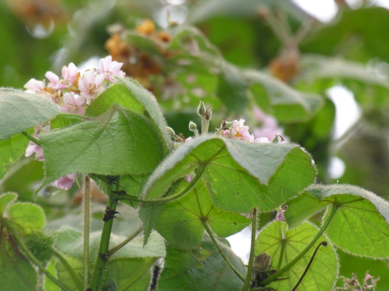 Dombeya 8