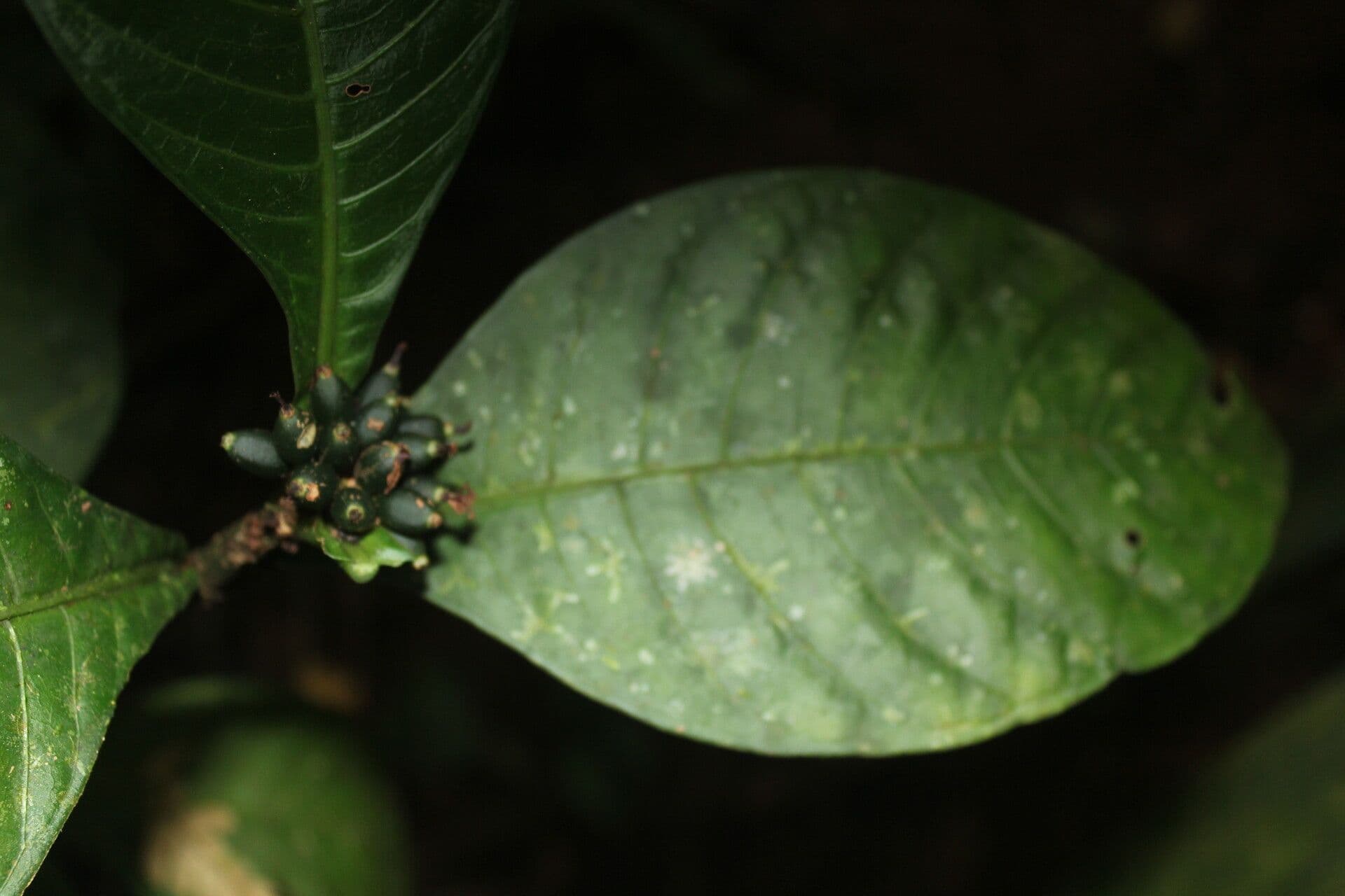 Amphidasya 8