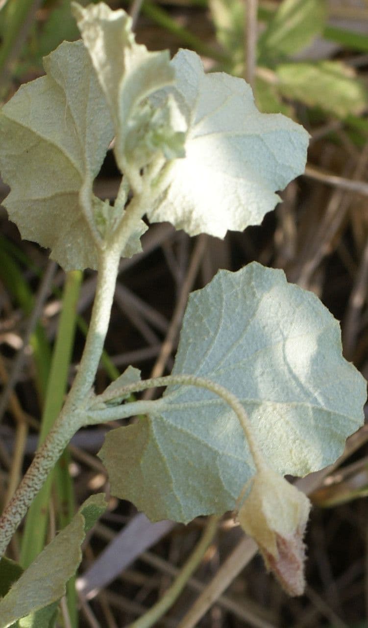 Malvella leprosa 20