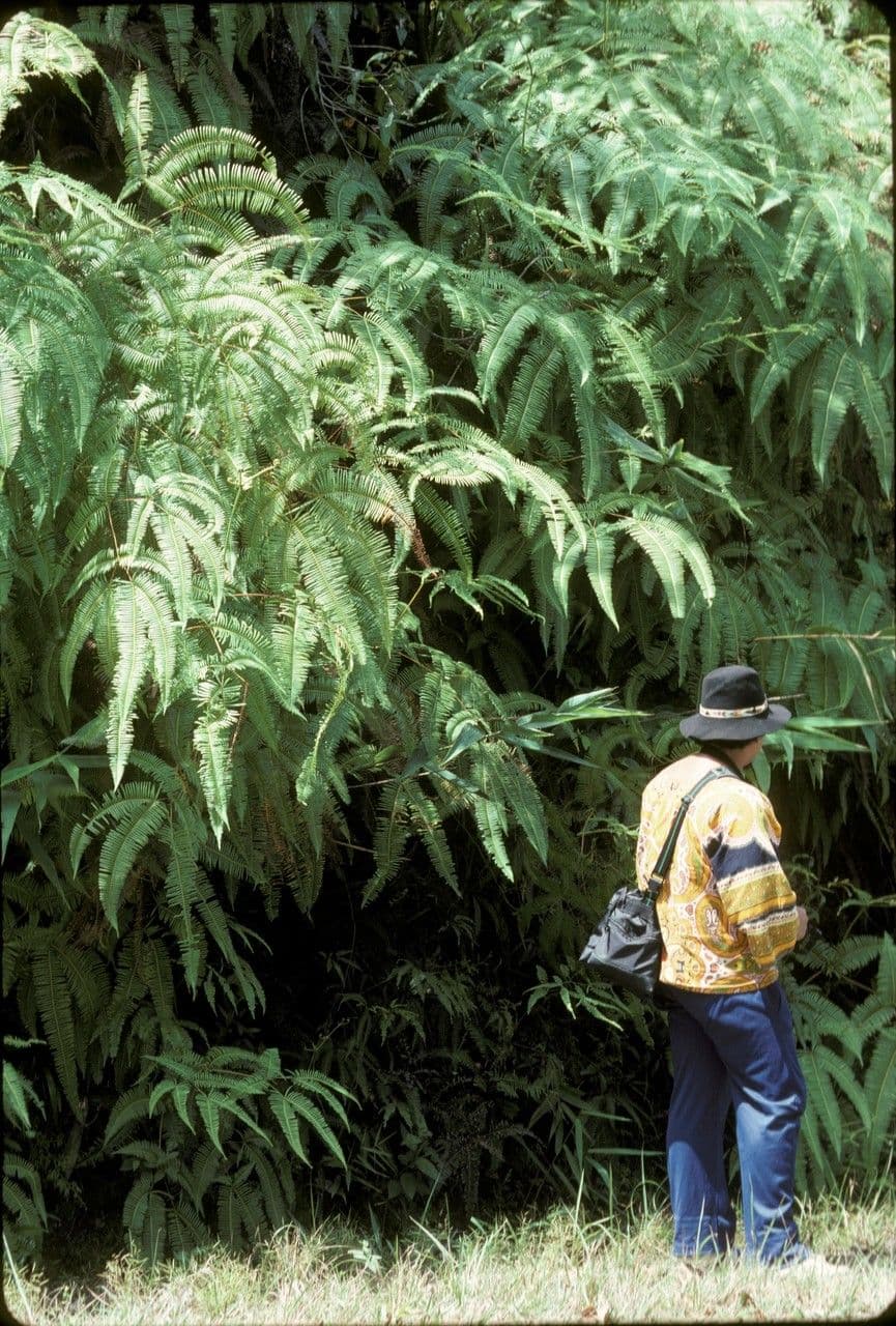 Dicranopteris linearis 16