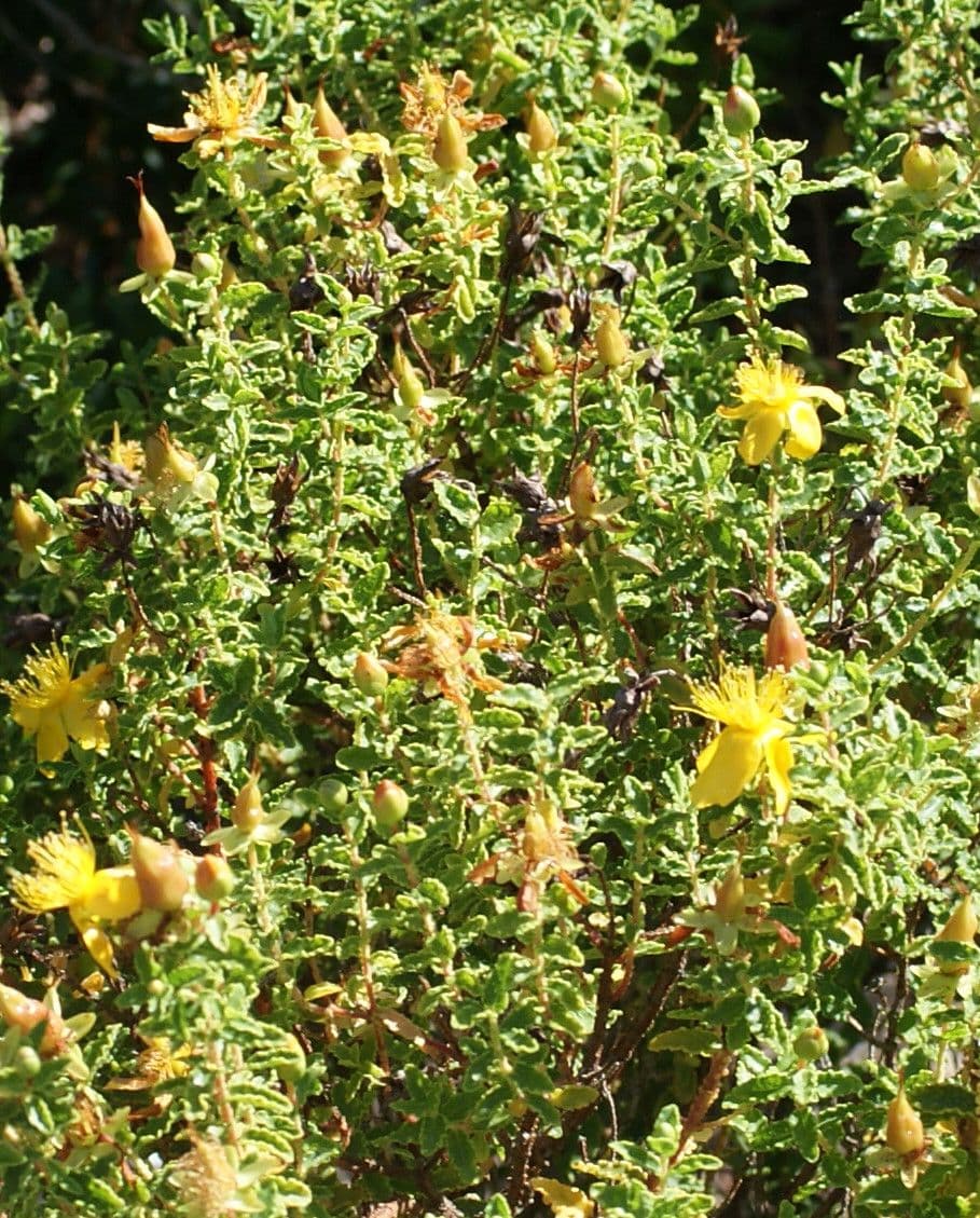 Hipérico balear 11