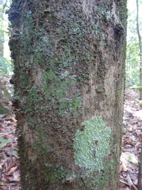 Chrysophyllum cuneifolium 8