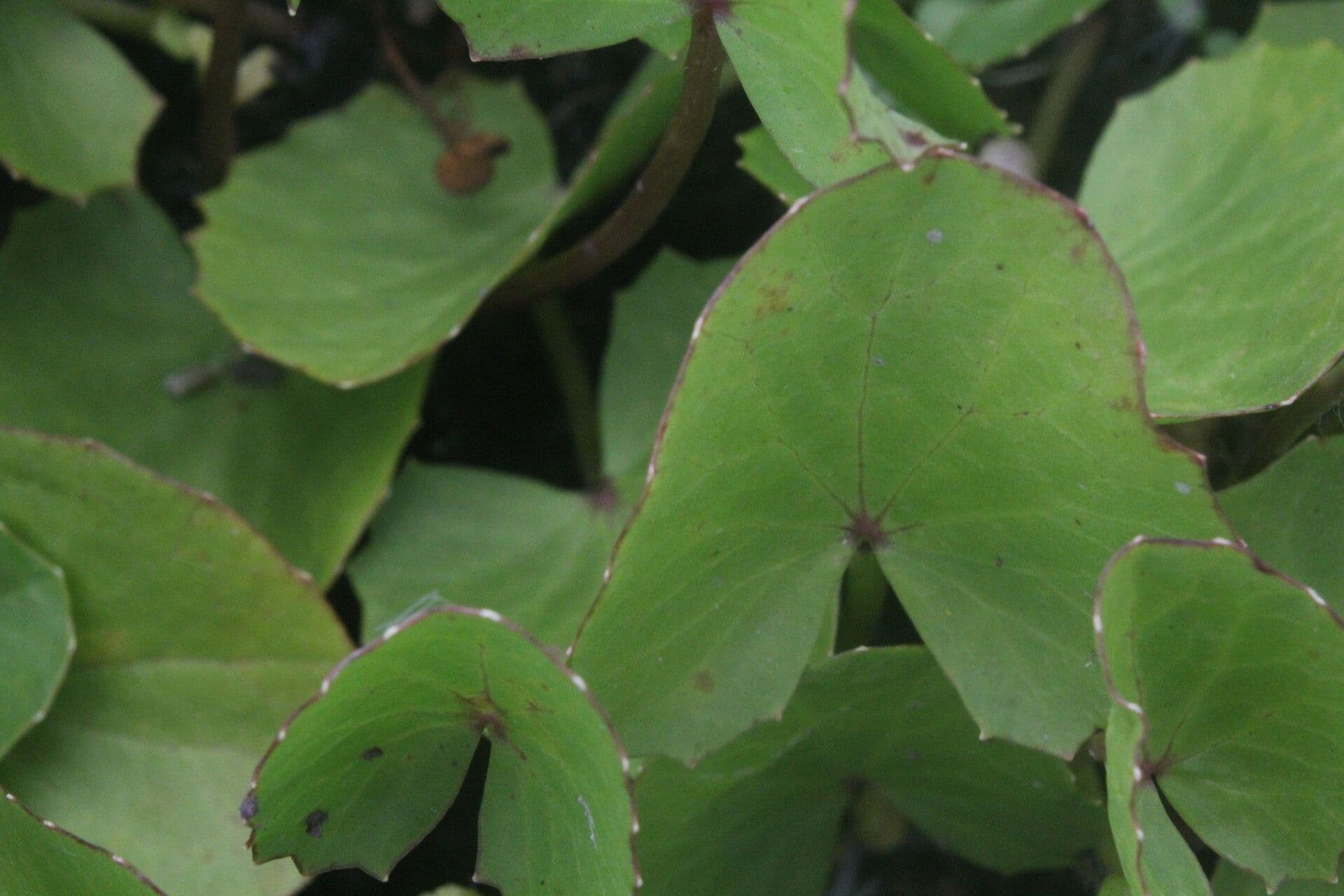 Centella erecta 6