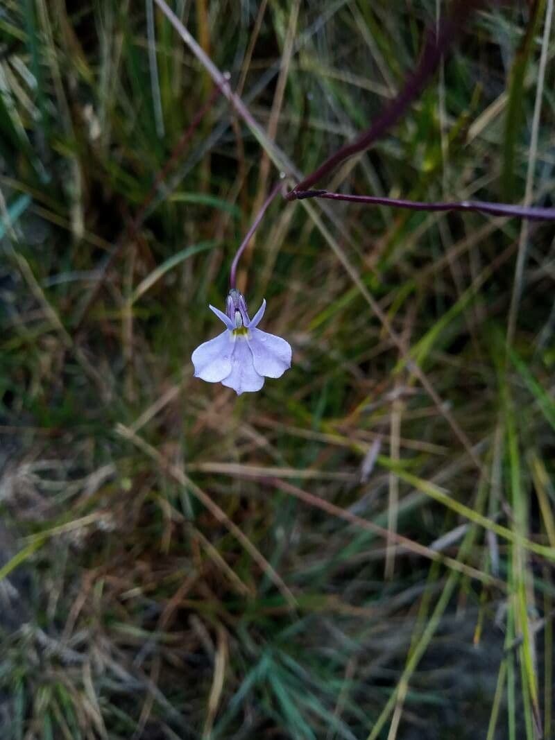 Lobelia tenera 3